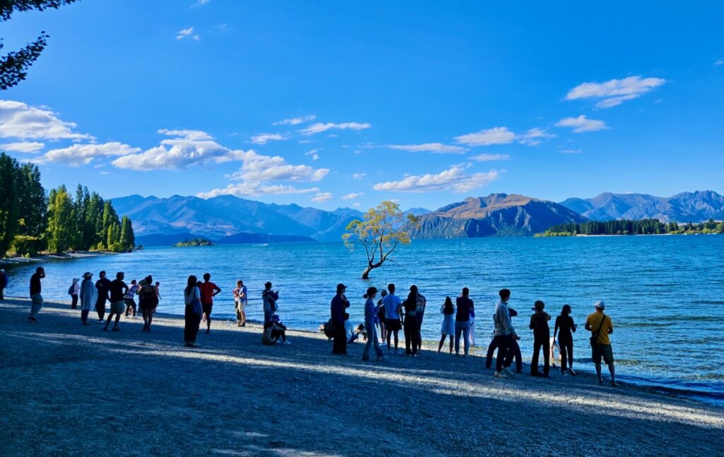 Wanaka Tree New Zealand