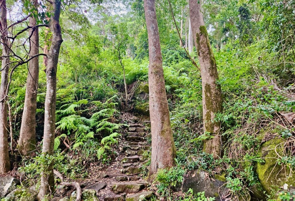 hiking trail, Tambourine Mountain