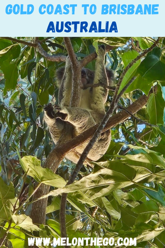 Koala Bear, Gold Coast to Brisbane pin