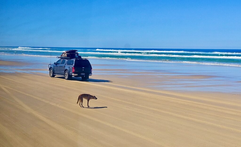 dingo on the beach