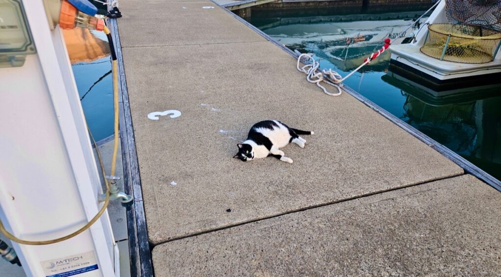 Domino cat on marina dock