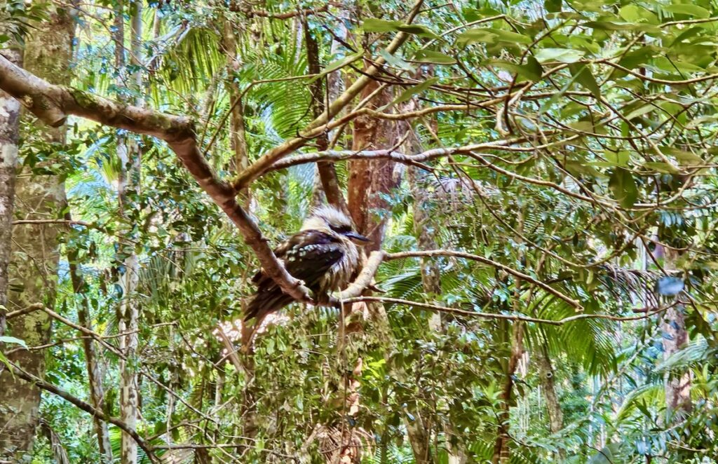 Kookaburra, bird