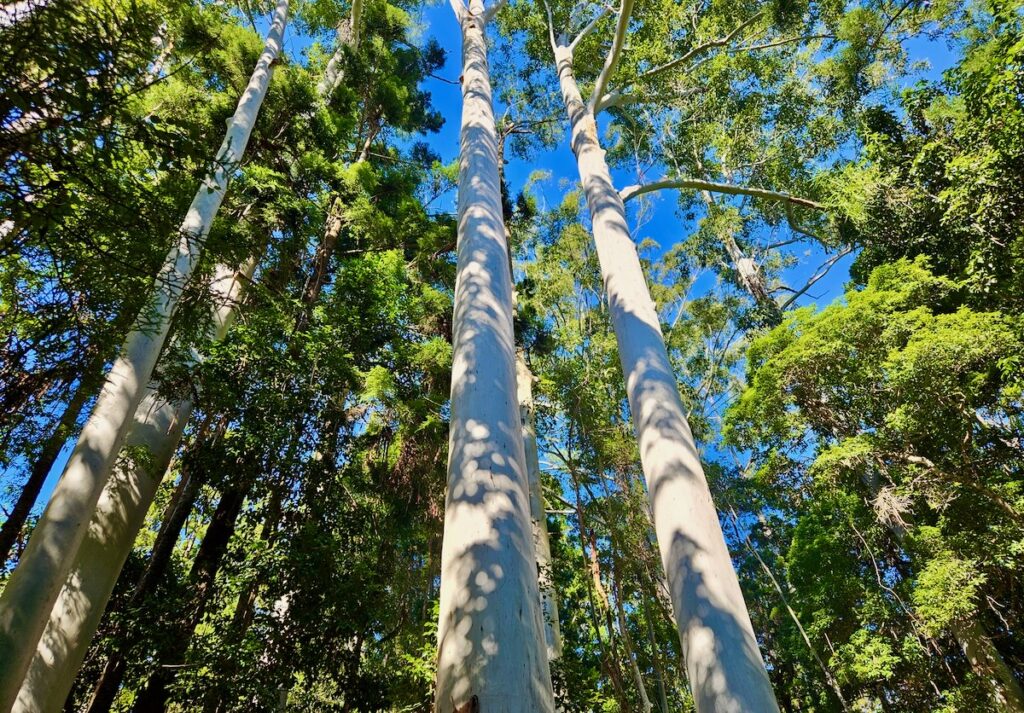 tall trees, rainforest, K'Gari