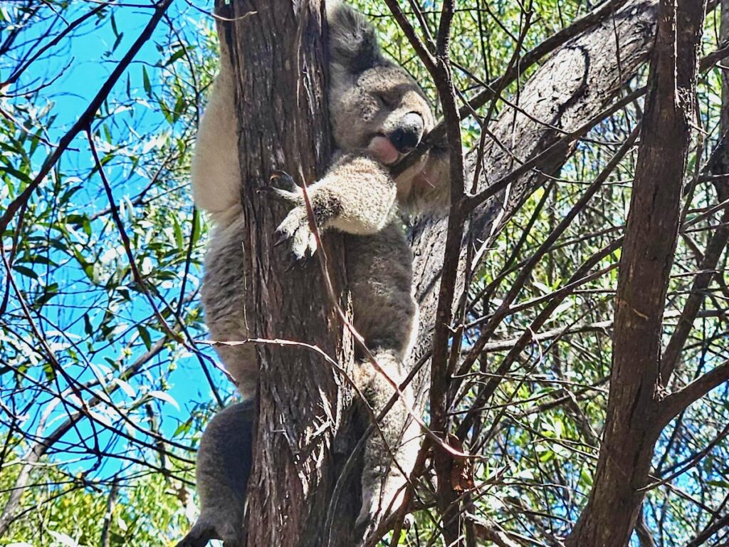 koala bear in tree