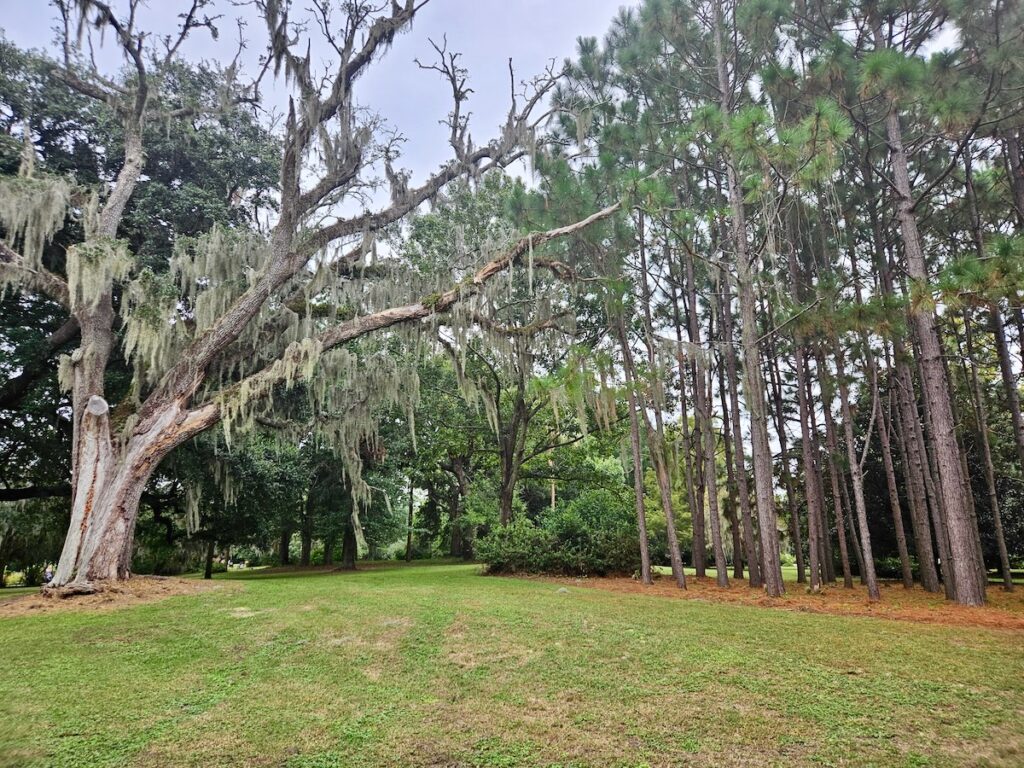 tree, Charleston SC