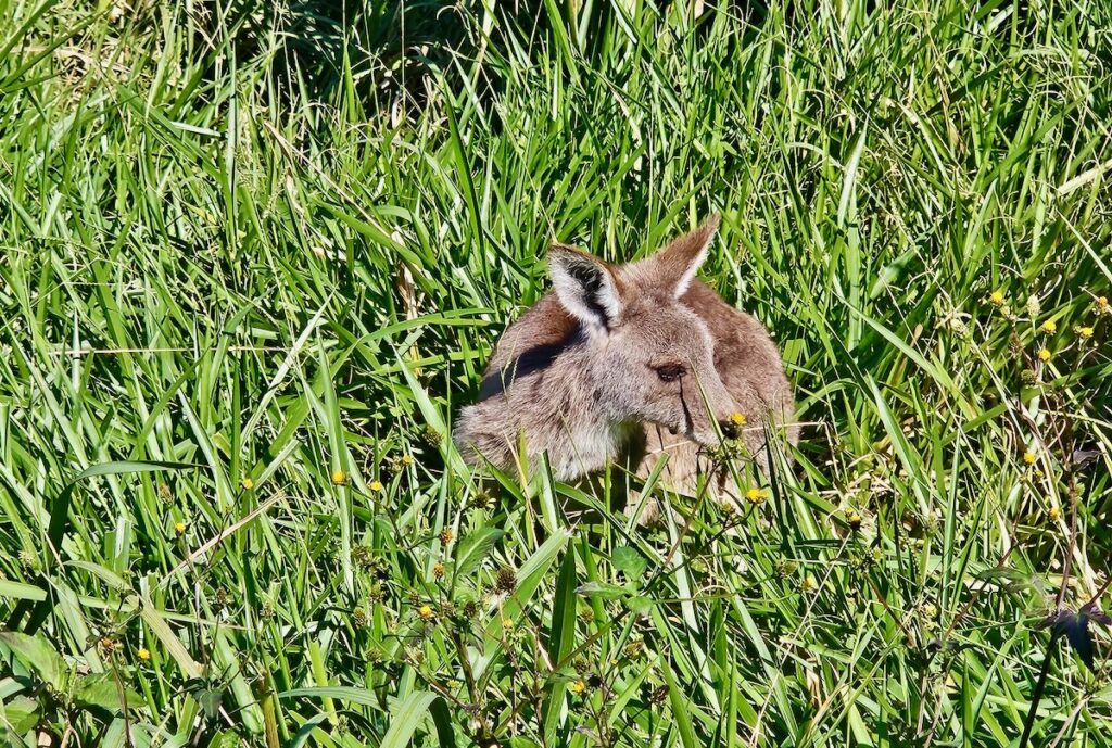 Kangaroo Animals of Queensland Australia