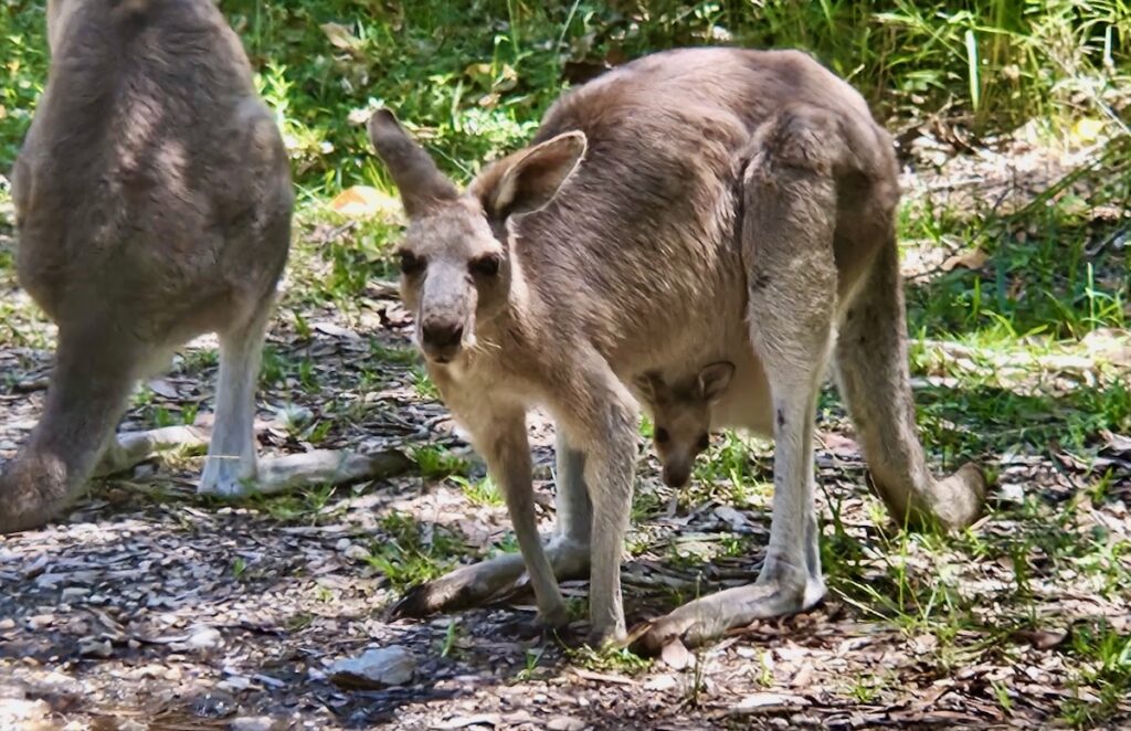 Kangaroo and Joey animals of East Coast Australia