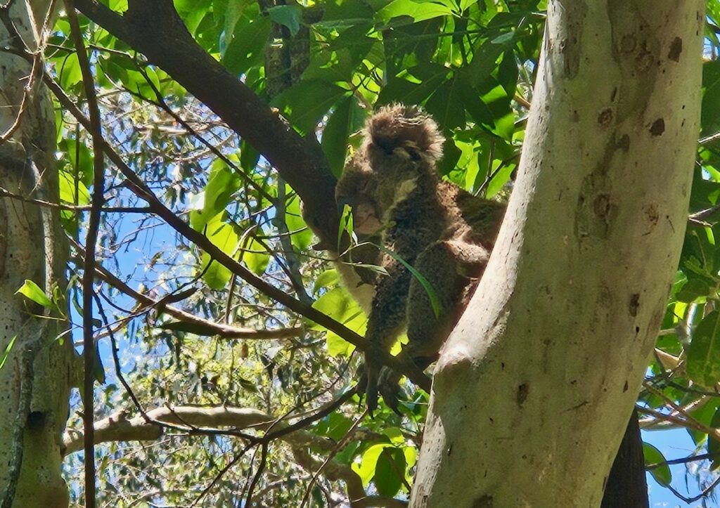 koala, animals in Queensland Australia