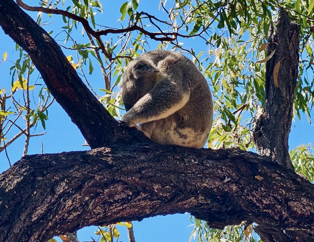 Koala animals of Queensland Australia