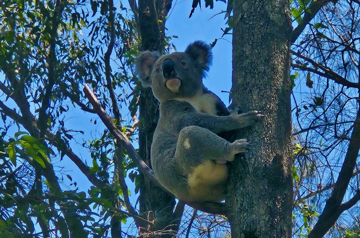 Koala in a tree