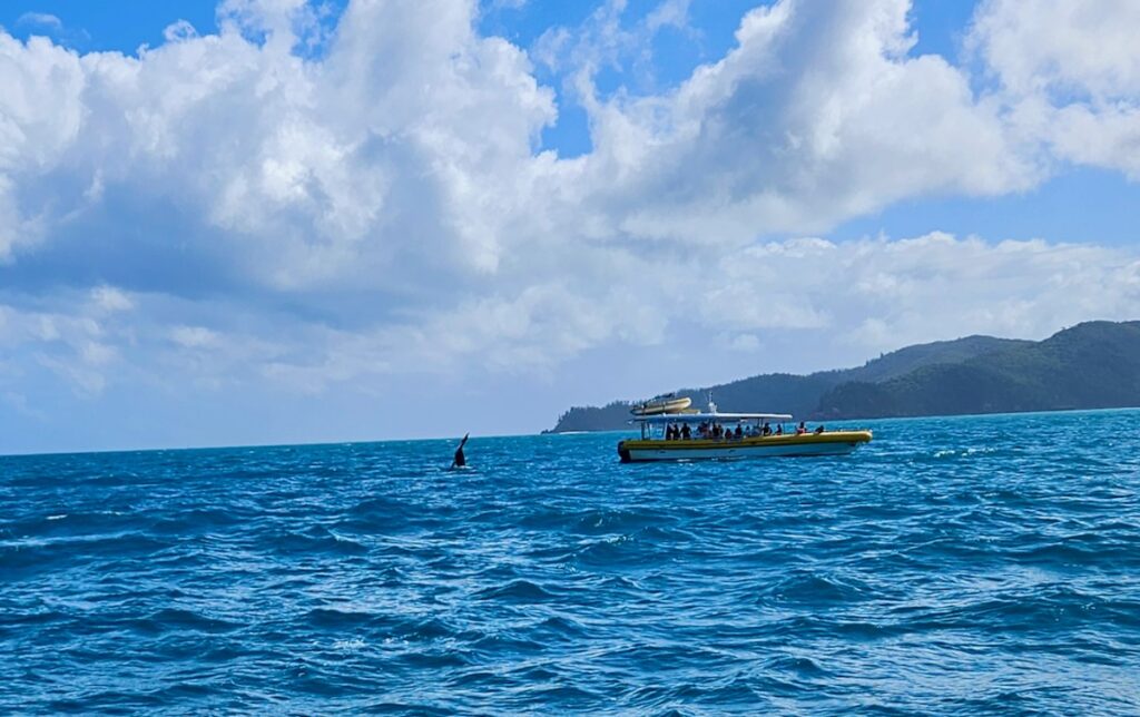 humpback whale