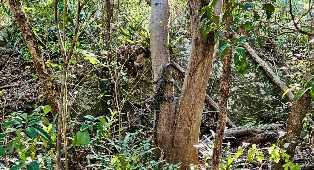 Goanna lizard