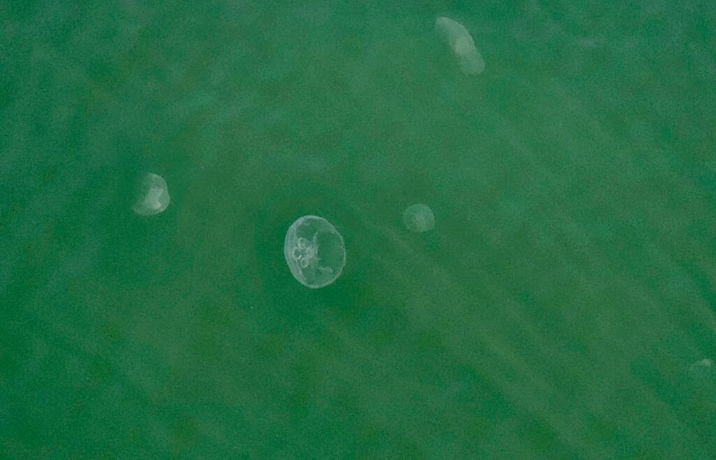 jellyfish in Sydney