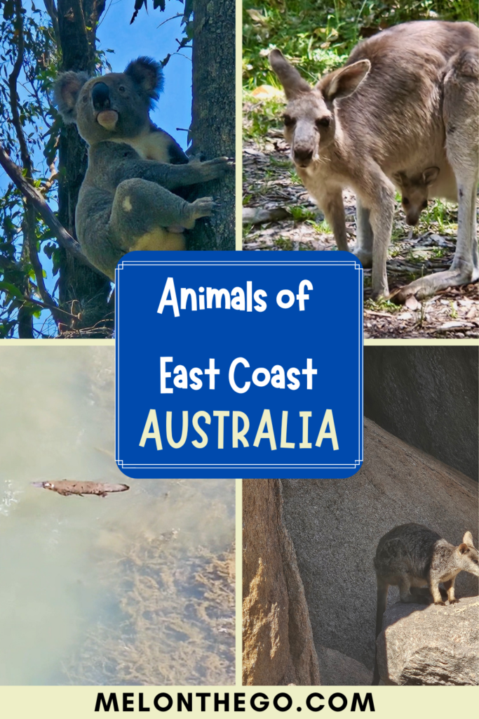 East Coast Australia animals pin