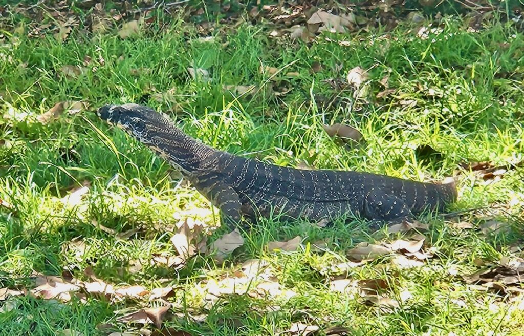 Goanna animals of East coast Australia