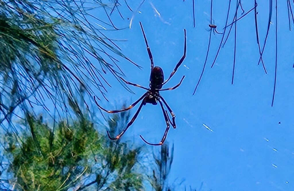 spider animals of east coast australia