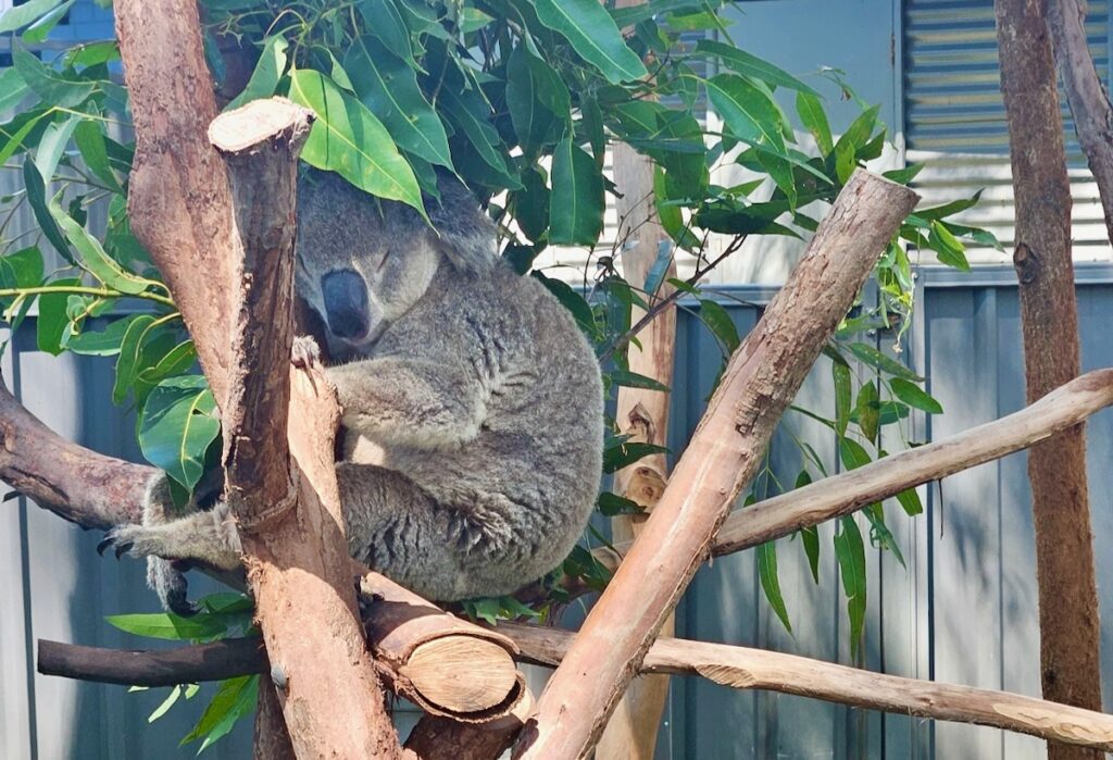 koala in a tree
