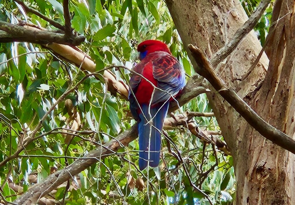 Crimson Rosella, bird