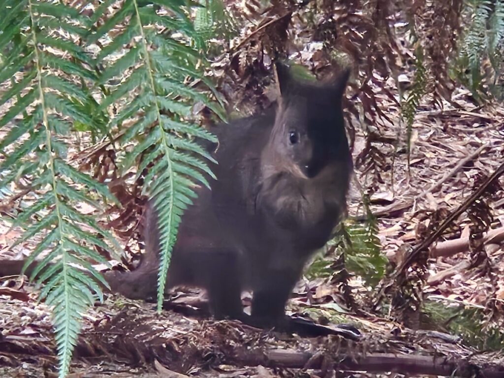 marsupial, animal, wildlife