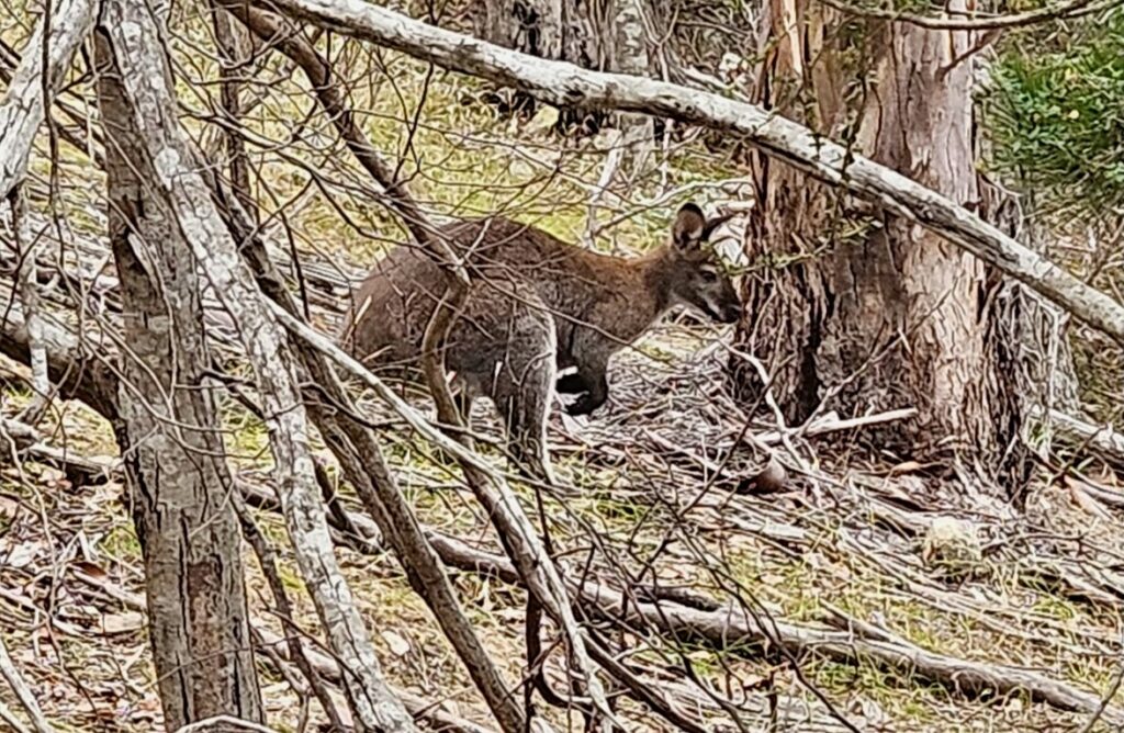 kangaroo in the woods