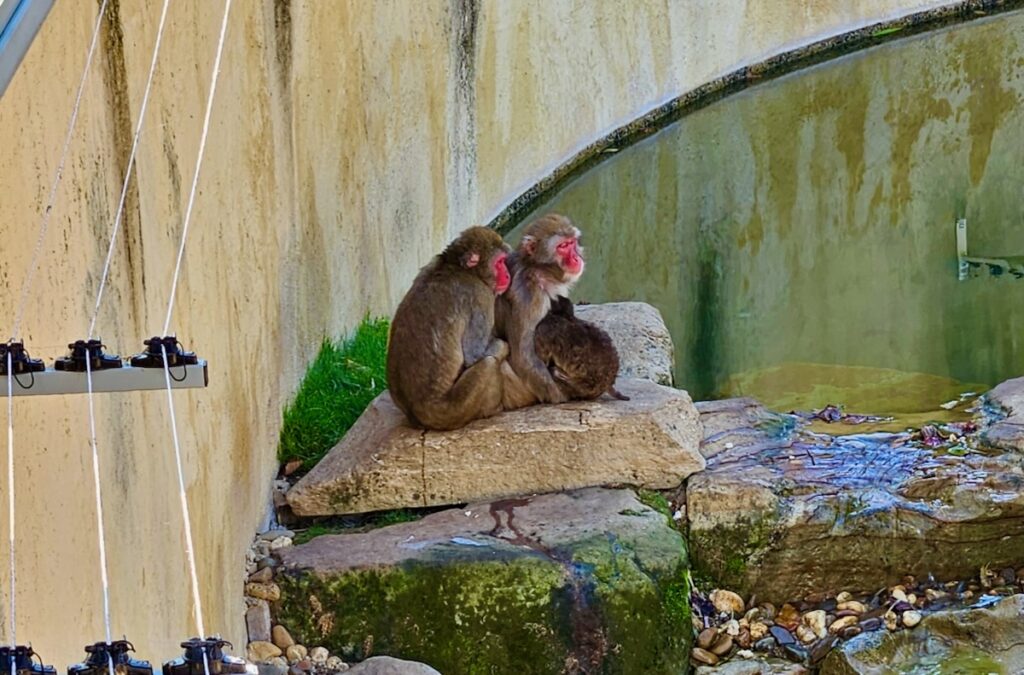 macaque monkeys, Launceston