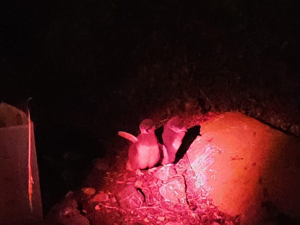 Little penguins in Burnie, Tasmania