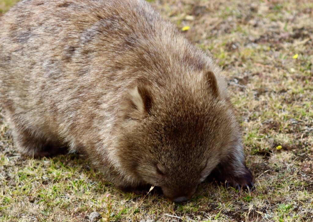 wombat eating grass