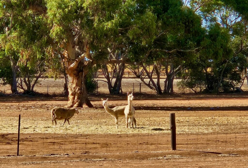 alpaca and sheep