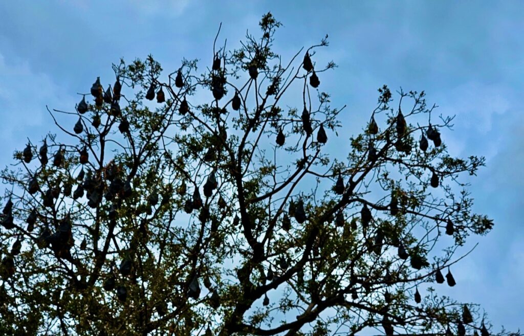 Flying foxes in Adelaide