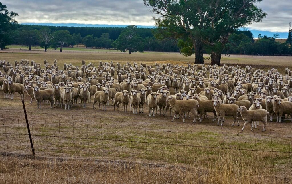 sheep, vineyards, South Australia