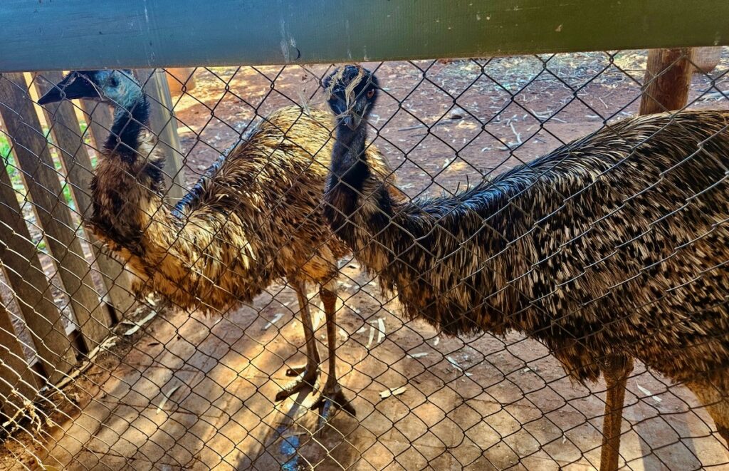 Emus in Ghan on the Red Centre road