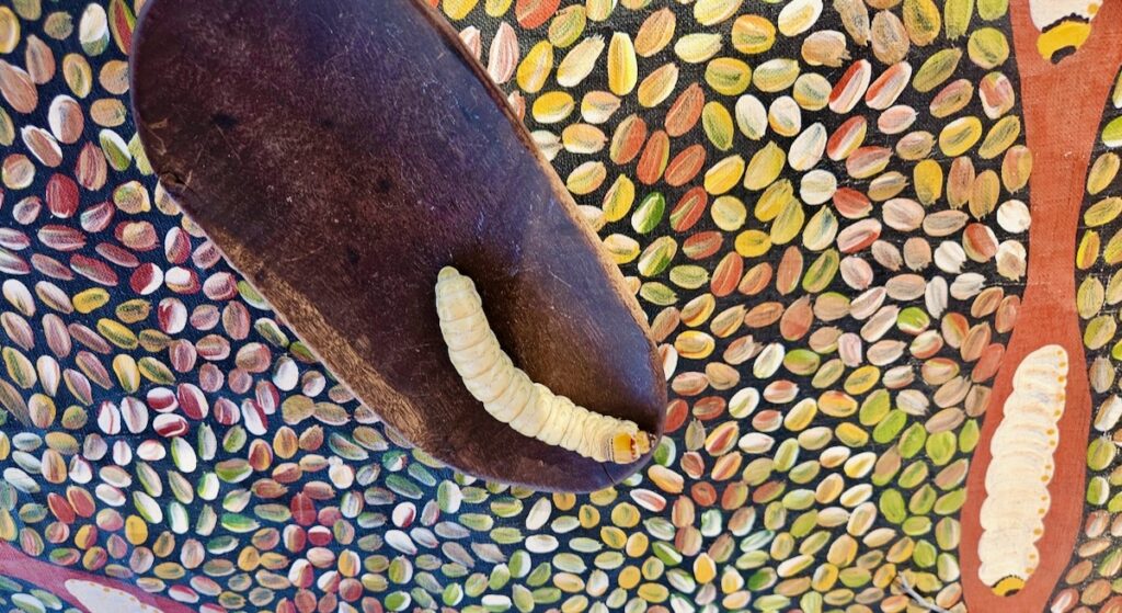 grub, Aboriginal bush food