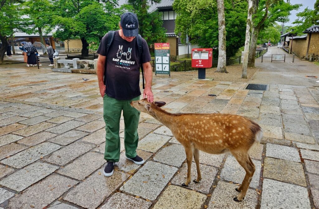deer, Nara Park, Japan