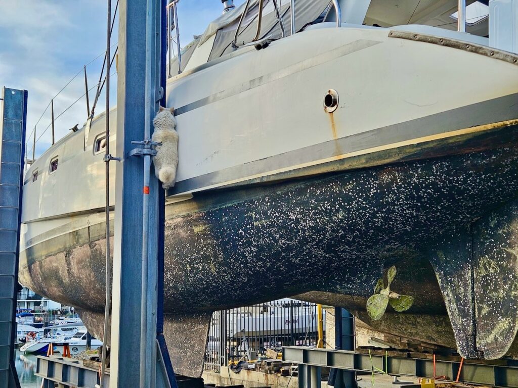yard cat climbing post