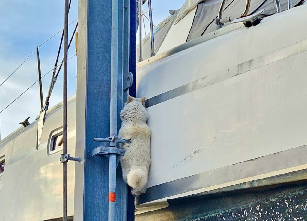 Seb the yard cat climbing
