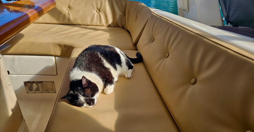 Domino the cat lying on cushions