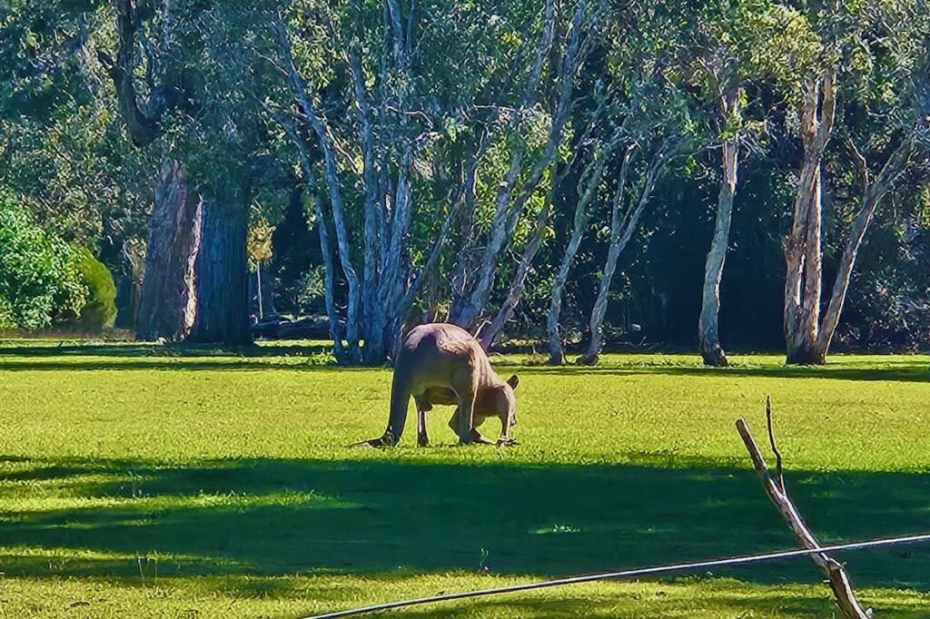 Big kangaroo in a field