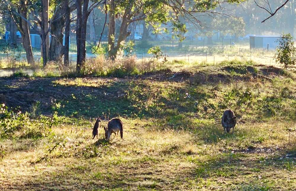 kangaroos in a field