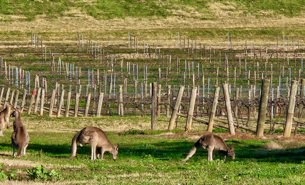 kangaroos in a Hunter Valley vineyard