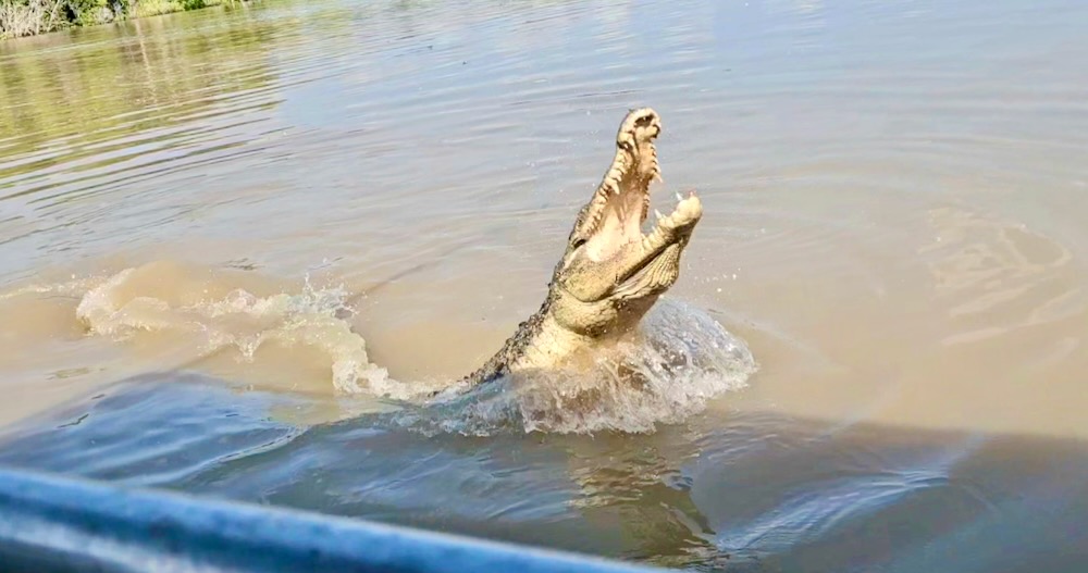 Open mouthed crocodile