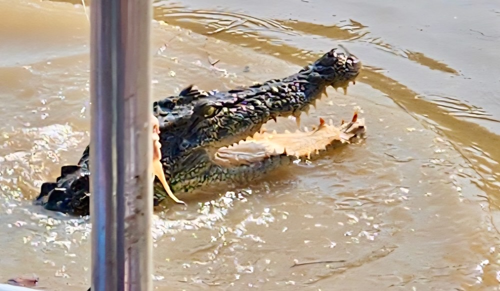 crocodile, What to do in Darwin