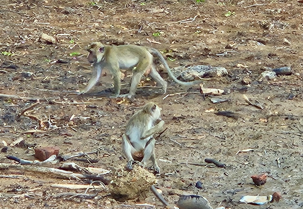 monkeys, Indonesia