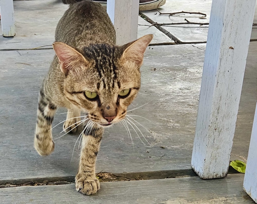 cat in Flores Indonesia