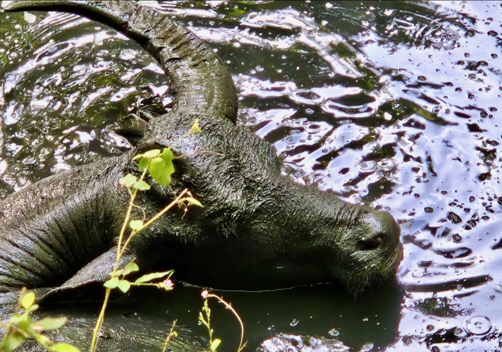 Water buffalo in Komodo NP