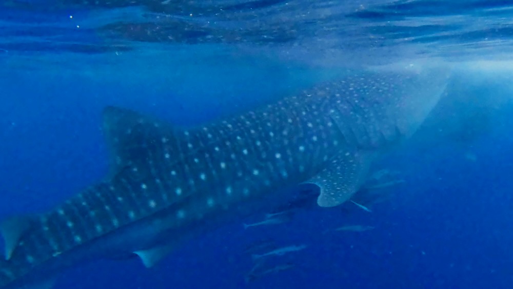 whale shark, Eastern Indonesia highlights