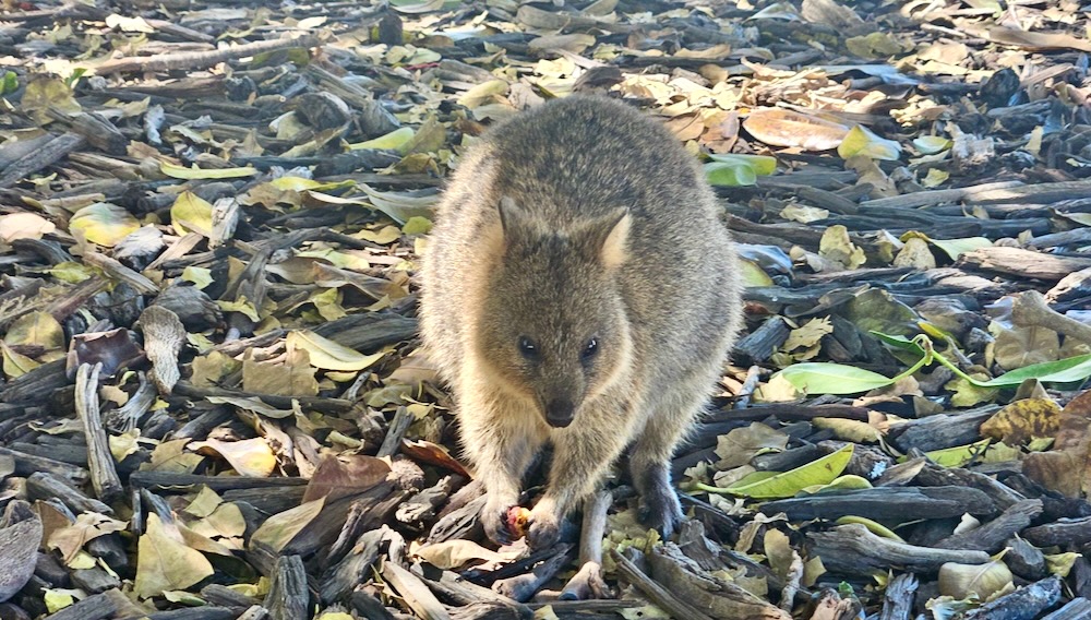 quokka on Rottnest Island