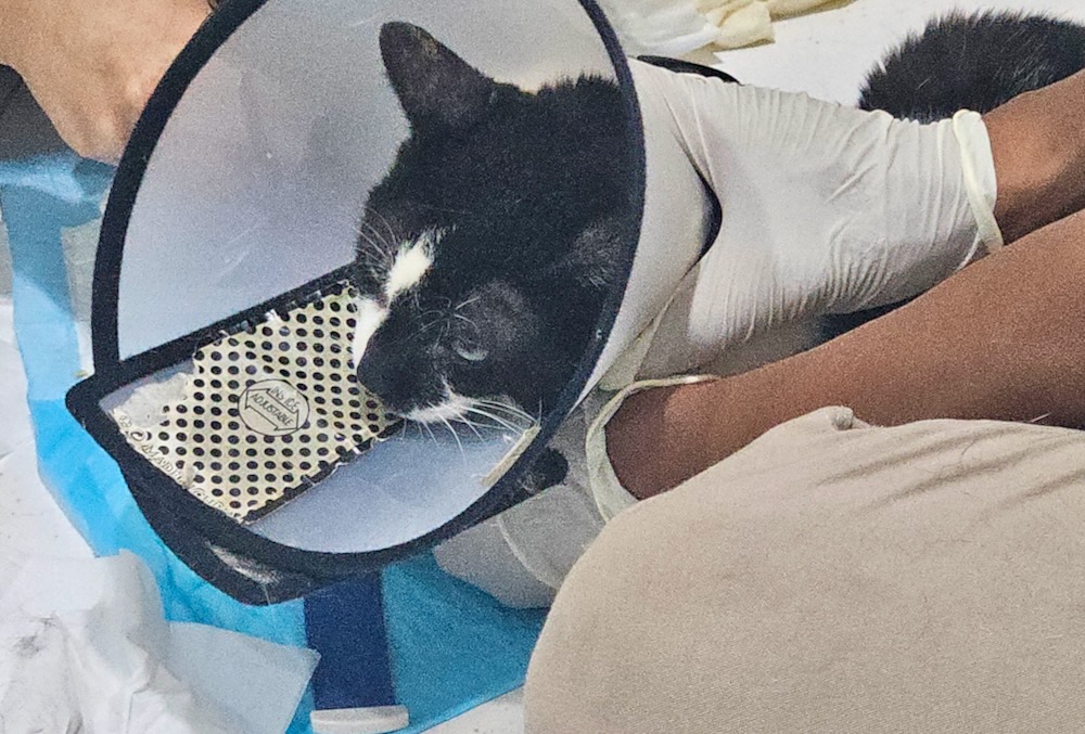 Domino the tuxedo cat in a cone at the vet