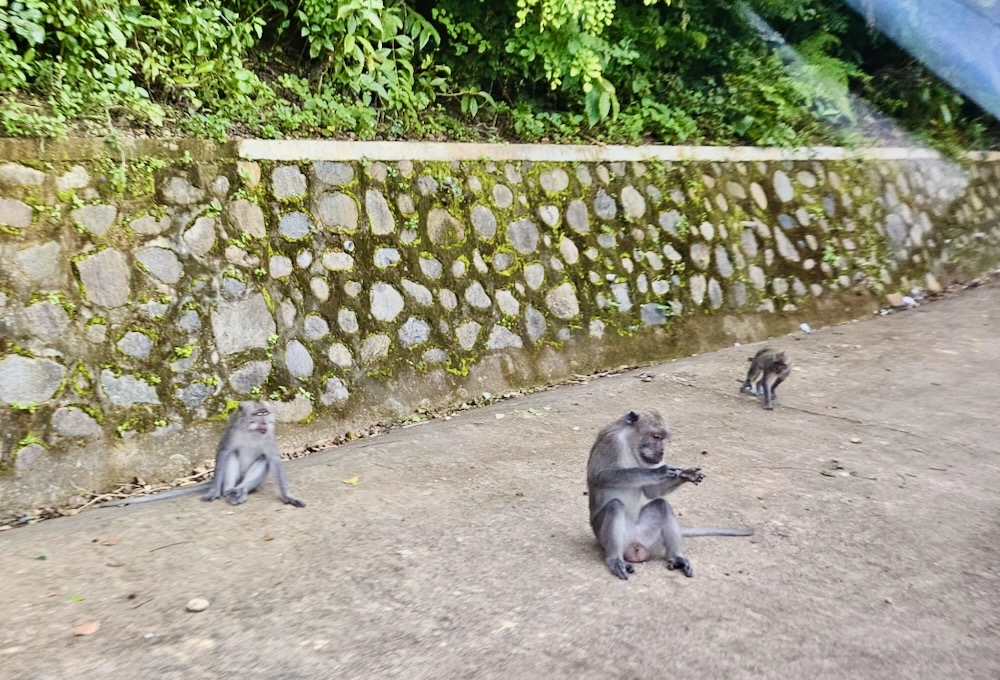Monkeys on Monkey Highway Lombok