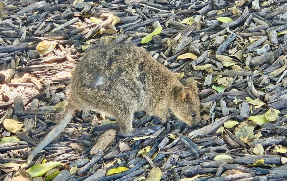 quokka on Rottnest Island, Western Australia
