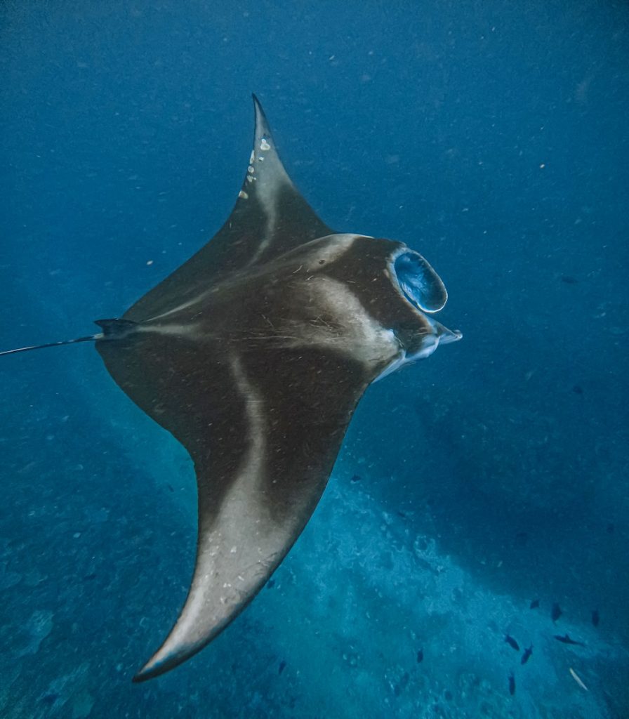 Manta ray, Nusa Penida snorkeling